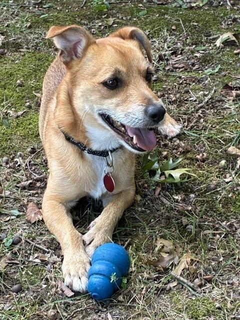 Enlarge Nachos, a Adoptable mixed breed in Greenbelt, MD image 2/6