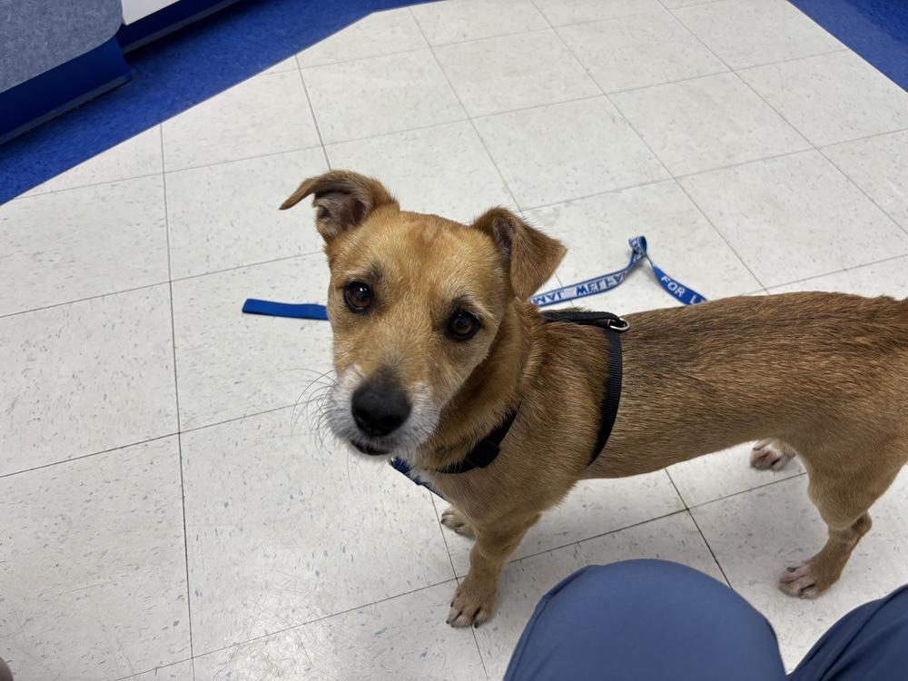 Enlarge Nachos, a Adoptable mixed breed in Greenbelt, MD image 3/6