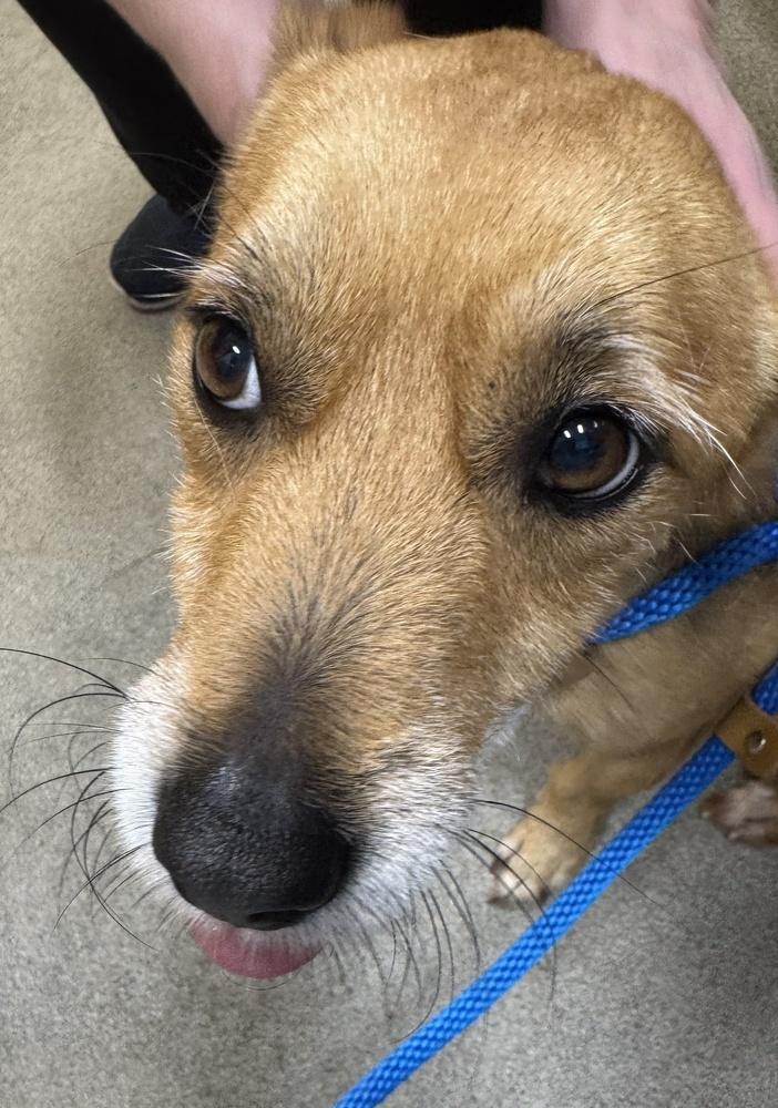 Snowflake, a Adoptable mixed breed in Greenbelt, MD image 2/5