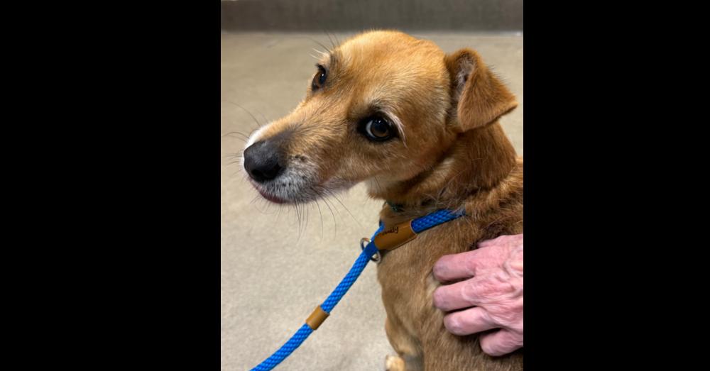 Snowflake, a Adoptable mixed breed in Greenbelt, MD image 3/5