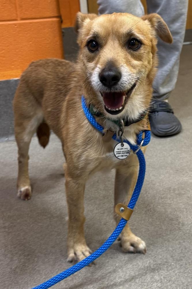 Snowflake, a Adoptable mixed breed in Greenbelt, MD image 5/5
