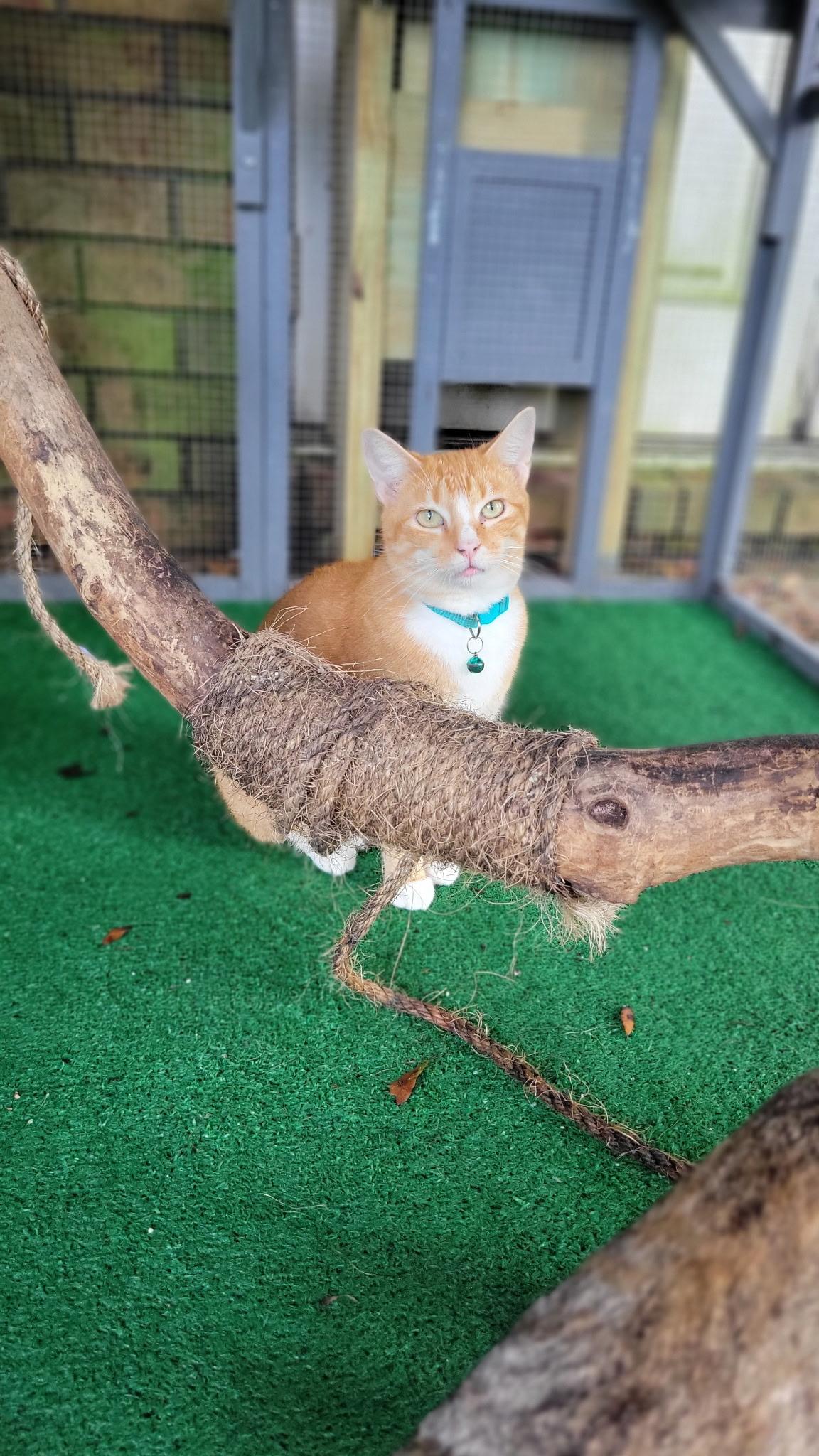 LILLY, Adoptable, Adult Female Domestic Short Hair.