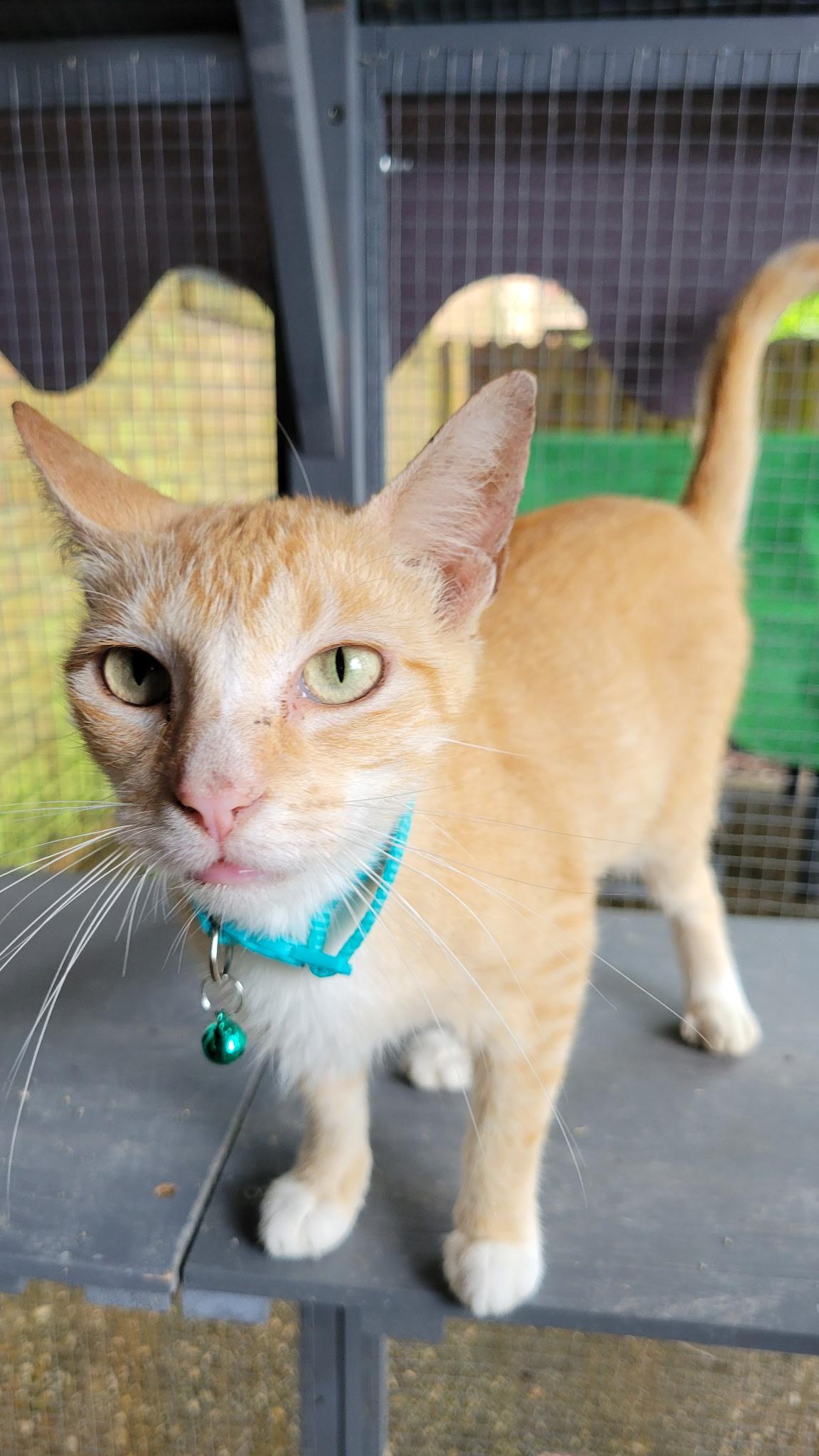 LILLY, a Adoptable mixed breed in pensacola, FL image 2/6