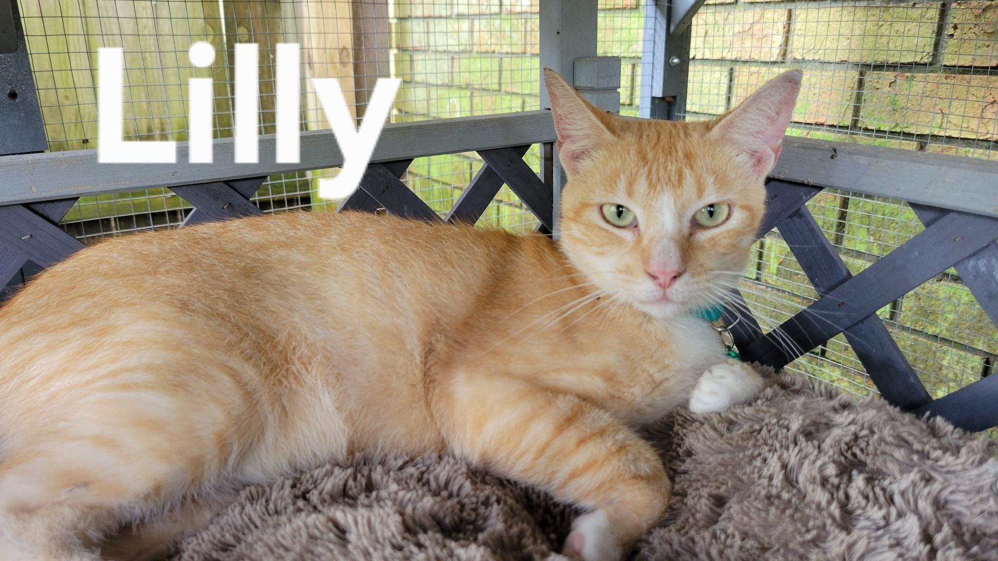 LILLY, a Adoptable mixed breed in pensacola, FL image 4/6