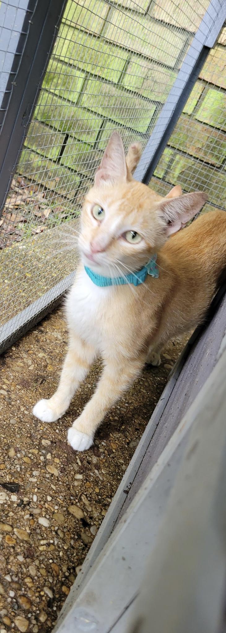 LILLY, a Adoptable mixed breed in pensacola, FL image 5/6