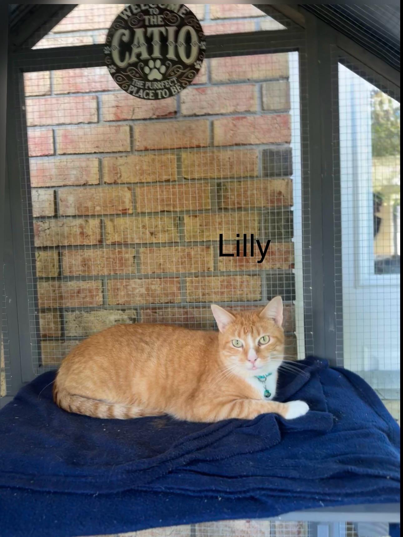 LILLY