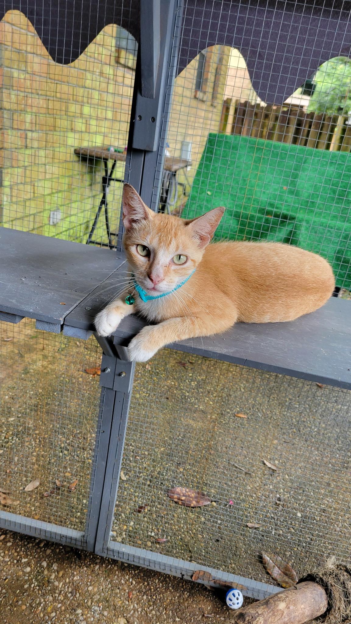 LILLY, a Adoptable mixed breed in pensacola, FL image 6/6