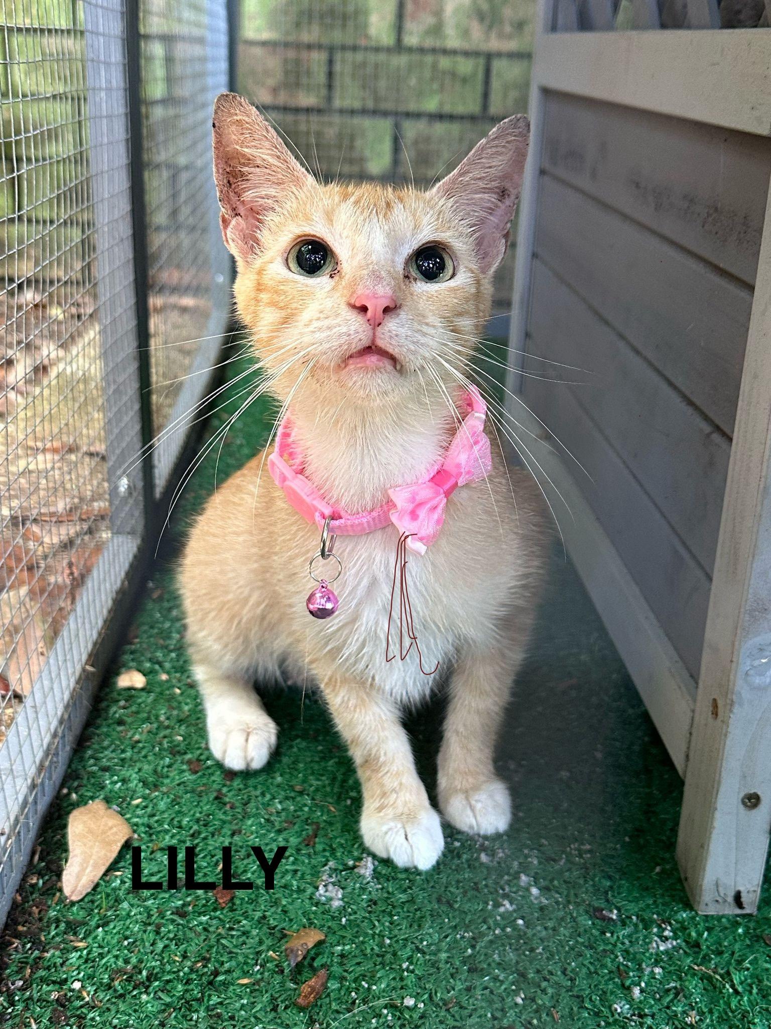 LILLY