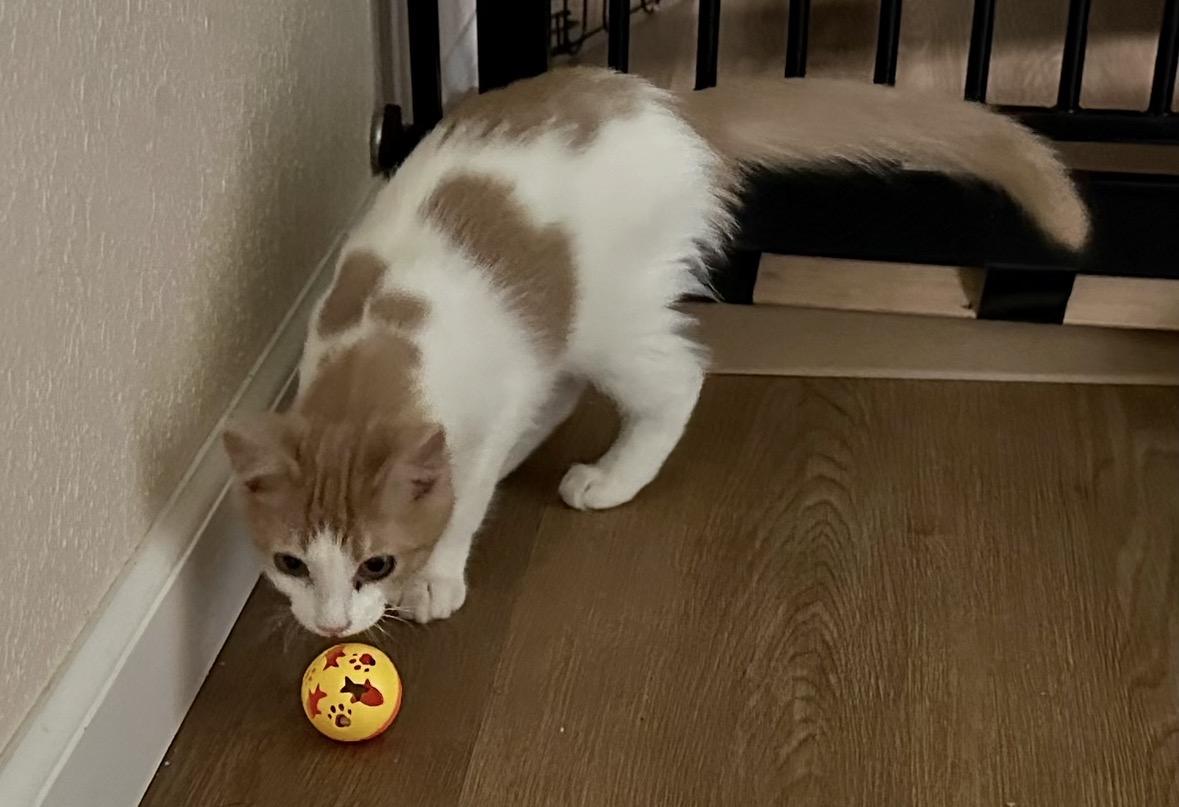 Benny, Adoptable, Young Female Domestic Medium Hair.