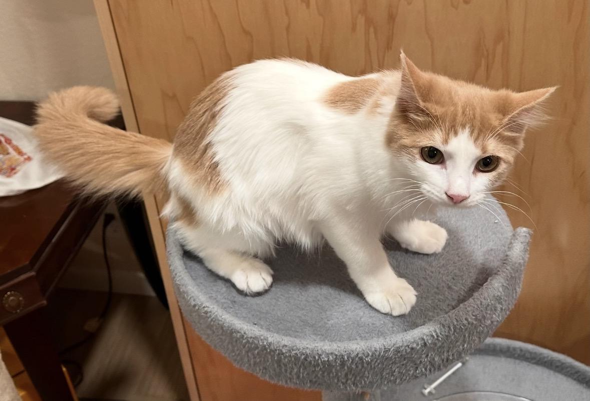 Enlarge Benny, a Adoptable Domestic Medium Hair in Wasilla, AK image 2/2