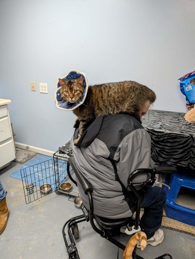 Twix, Adoptable, Senior Male Domestic Medium Hair.