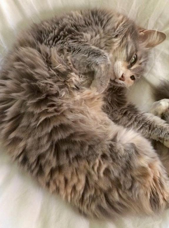 Enlarge Ashes (& Marble), a Adoptable mixed breed in Walnut Creek, CA image 1/3