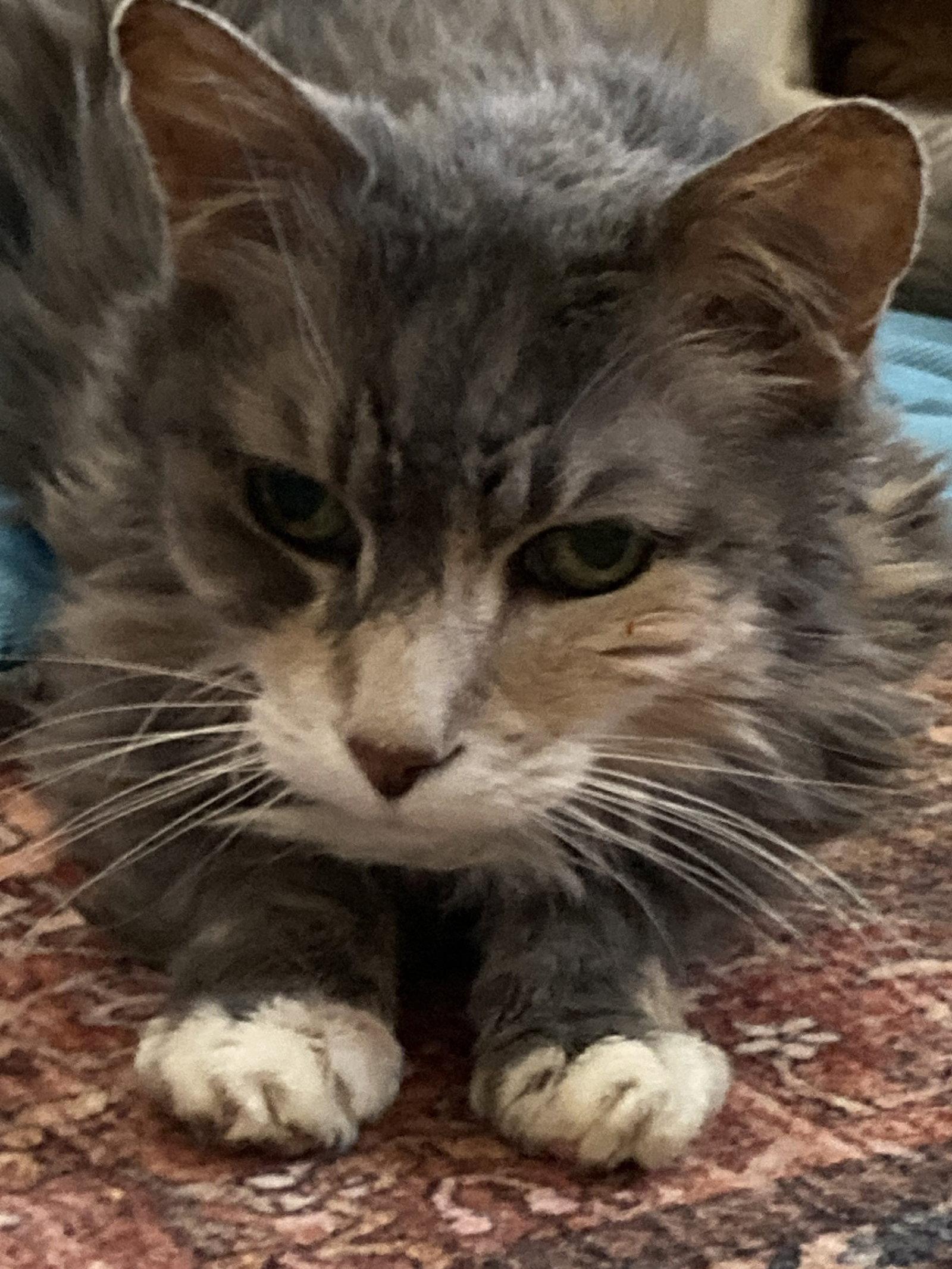 Enlarge Ashes (& Marble), a Adoptable mixed breed in Walnut Creek, CA image 3/3