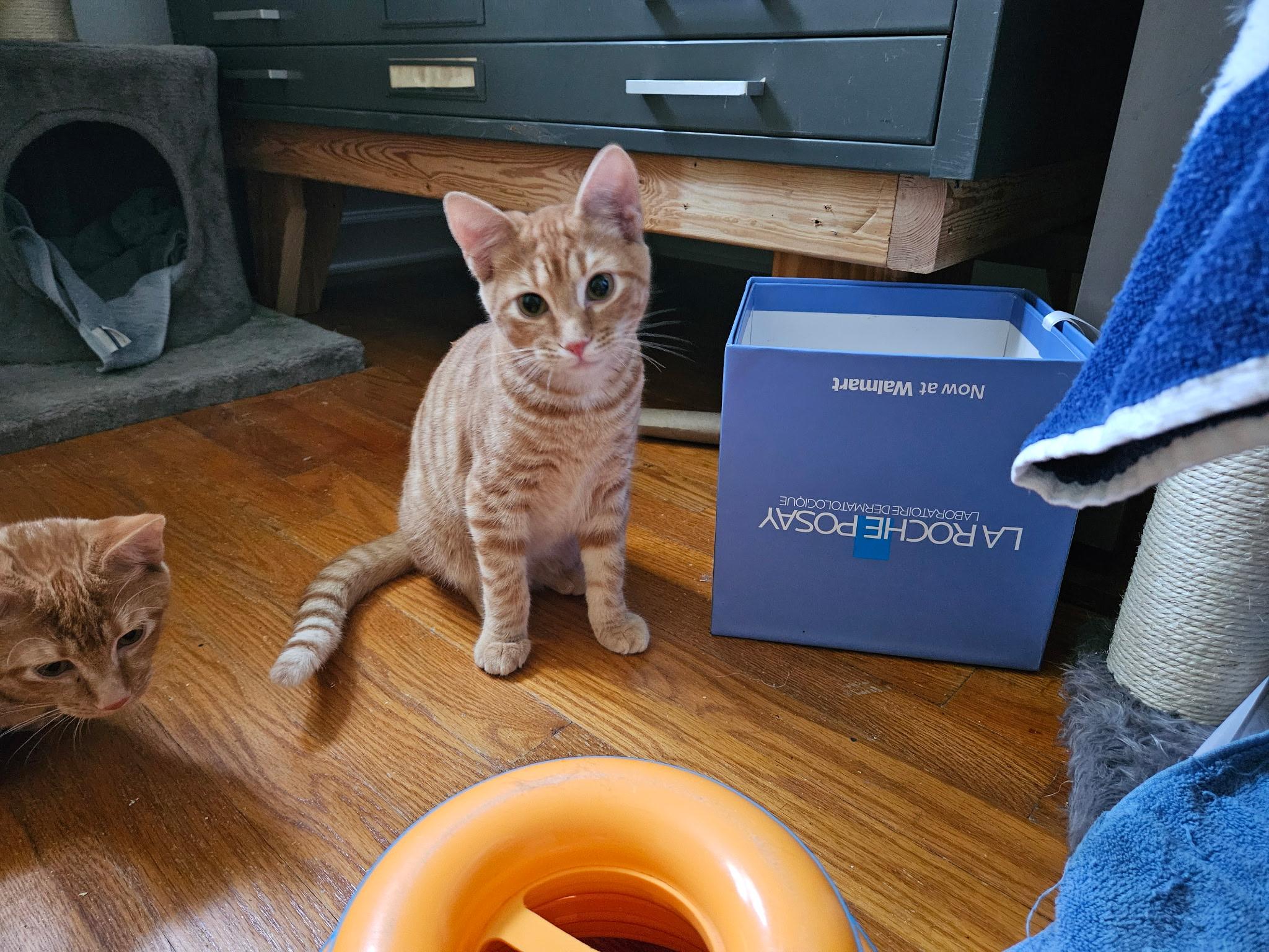 Enlarge Link, a Adoptable Tabby in Boothbay, ME image 2/4