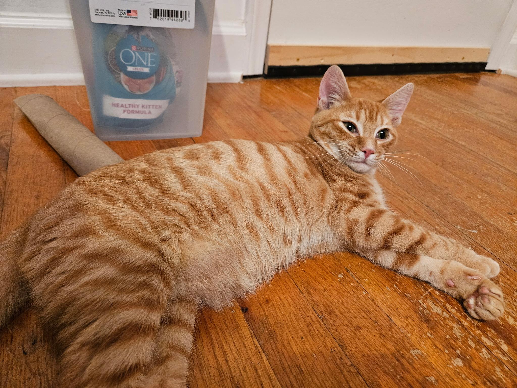 Enlarge Link, a Adoptable Tabby in Boothbay, ME image 3/4