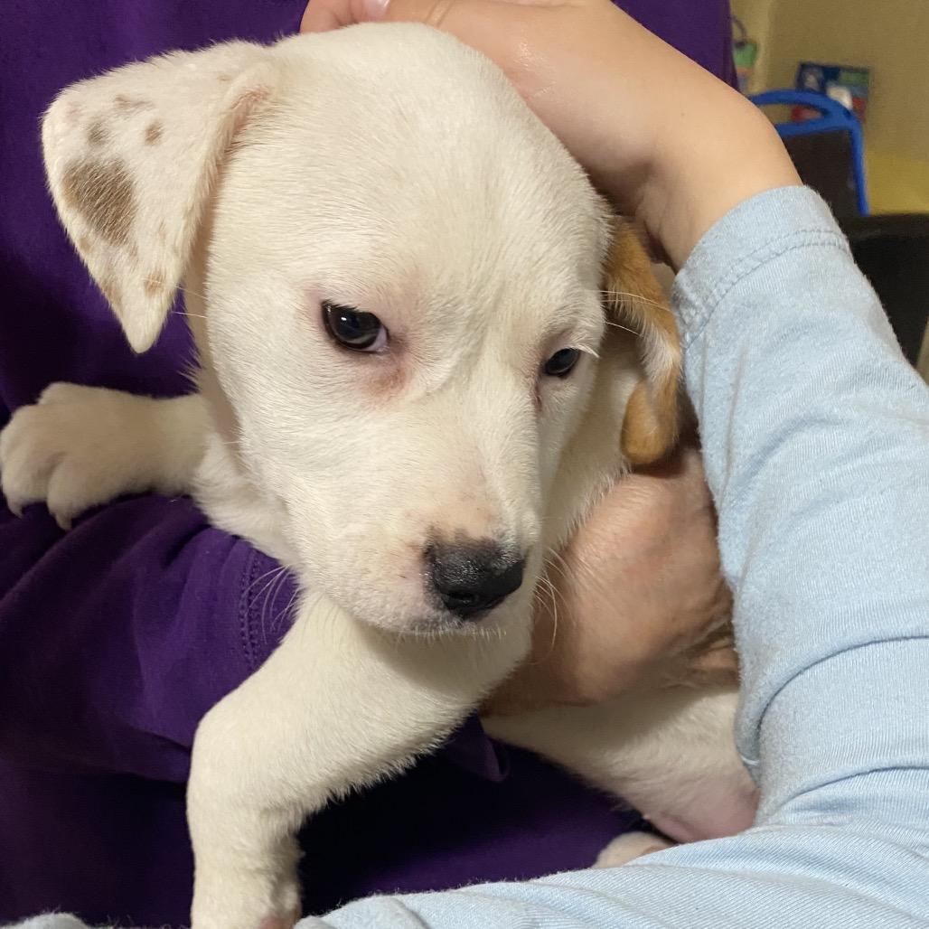 Snowflake, Adoptable, Puppy Female Mixed Breed.