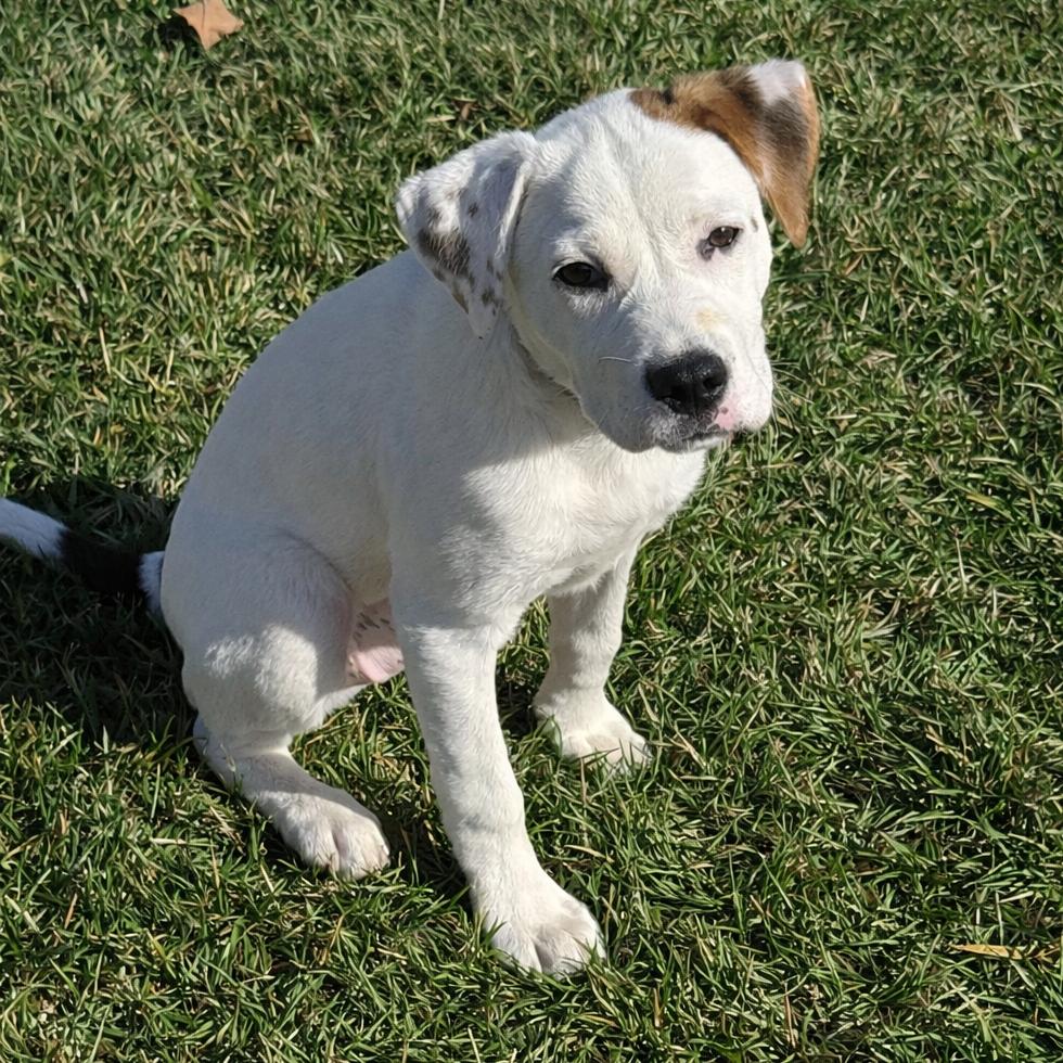 Enlarge Snowflake, a Adoptable Mixed Breed in Aberdeen, NC image 2/2