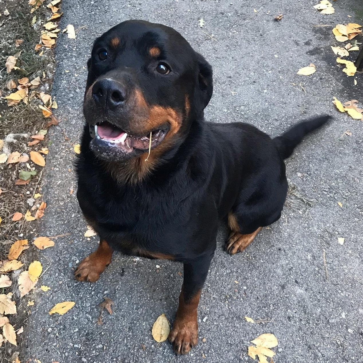 Enlarge Tobias, a Adoptable Rottweiler in Windsor, CT image 2/3