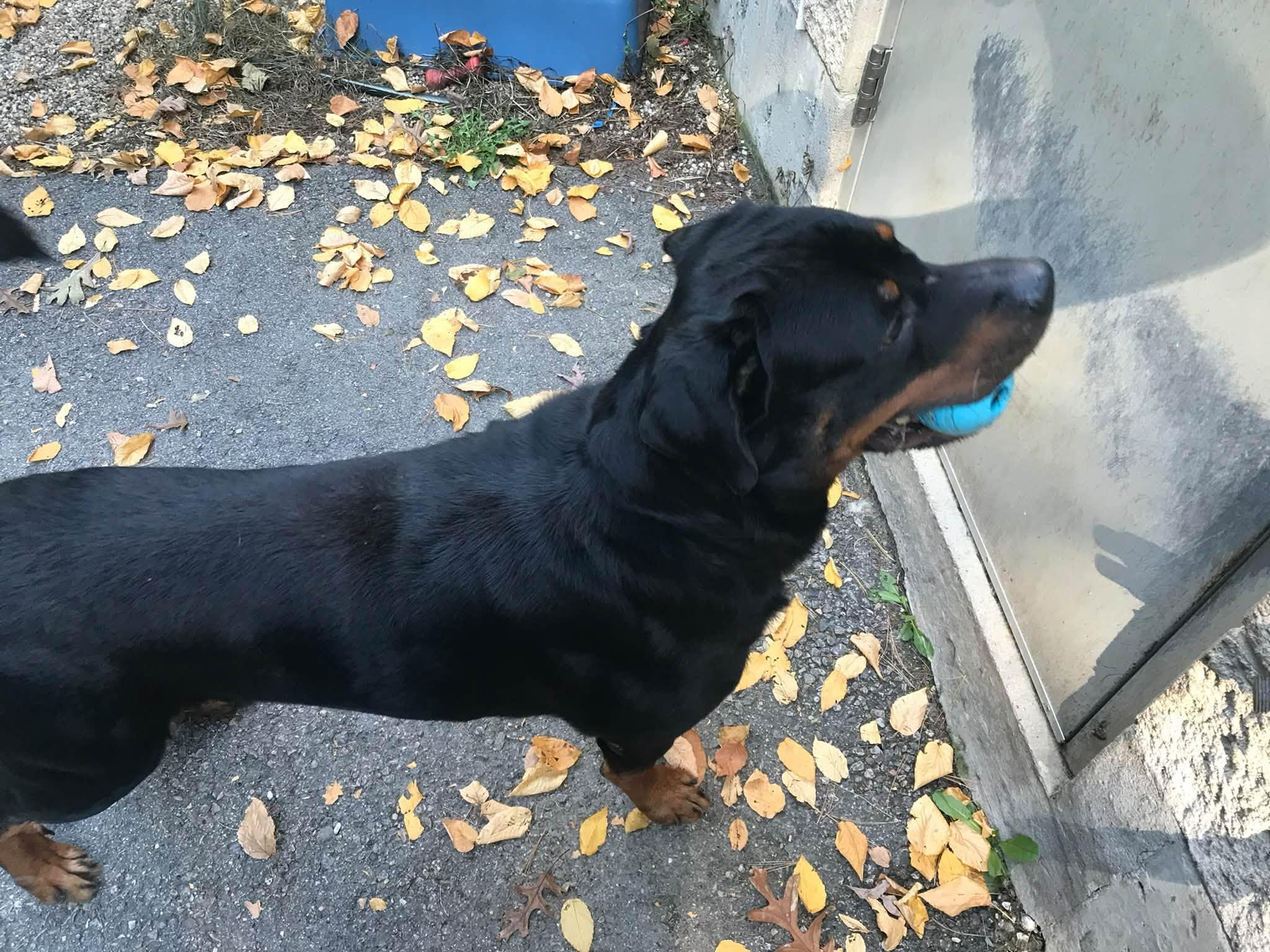 Enlarge Tobias, a Adoptable Rottweiler in Windsor, CT image 3/3