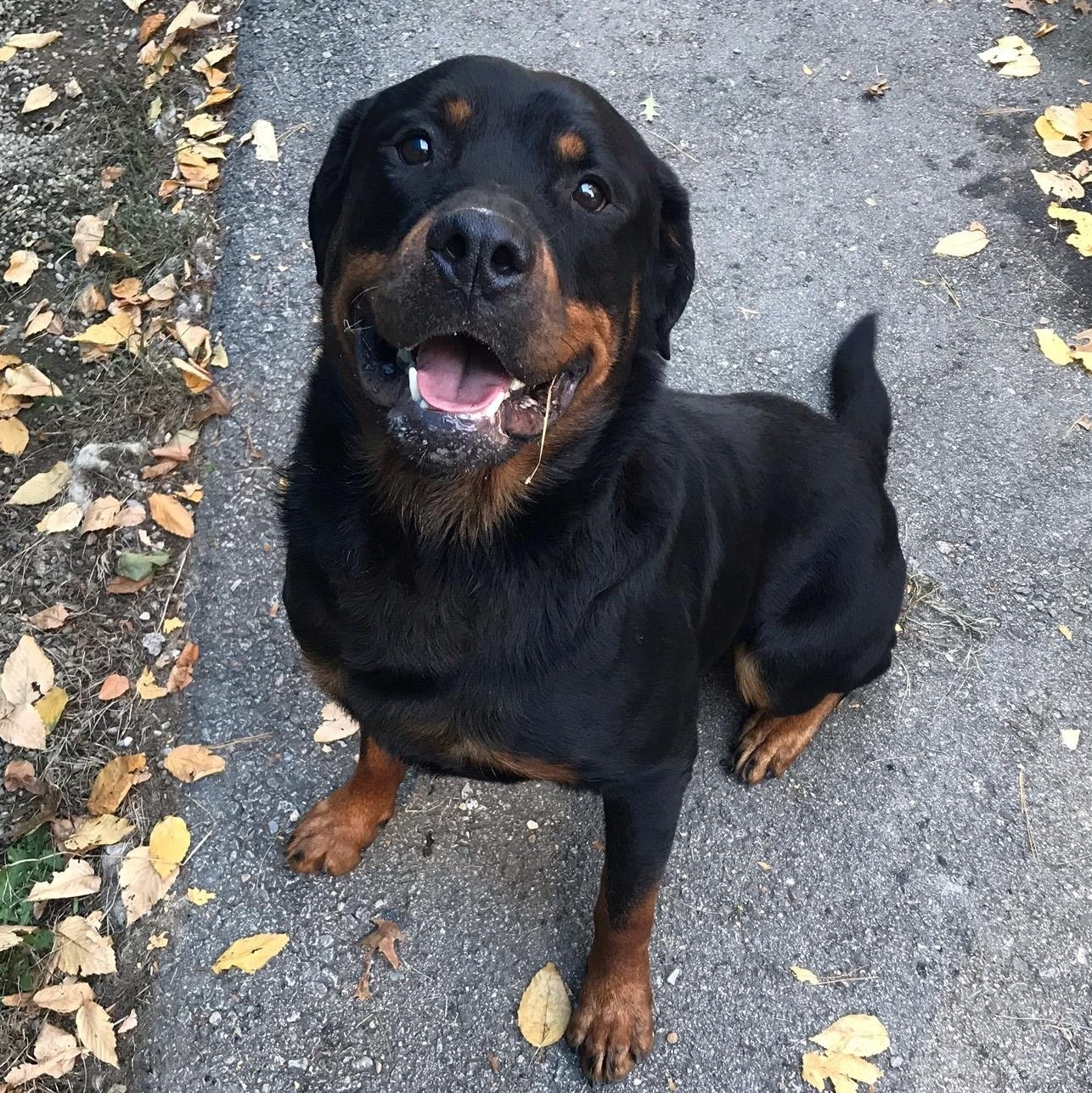 Enlarge Tobias, a Adoptable Rottweiler in Windsor, CT image 1/3