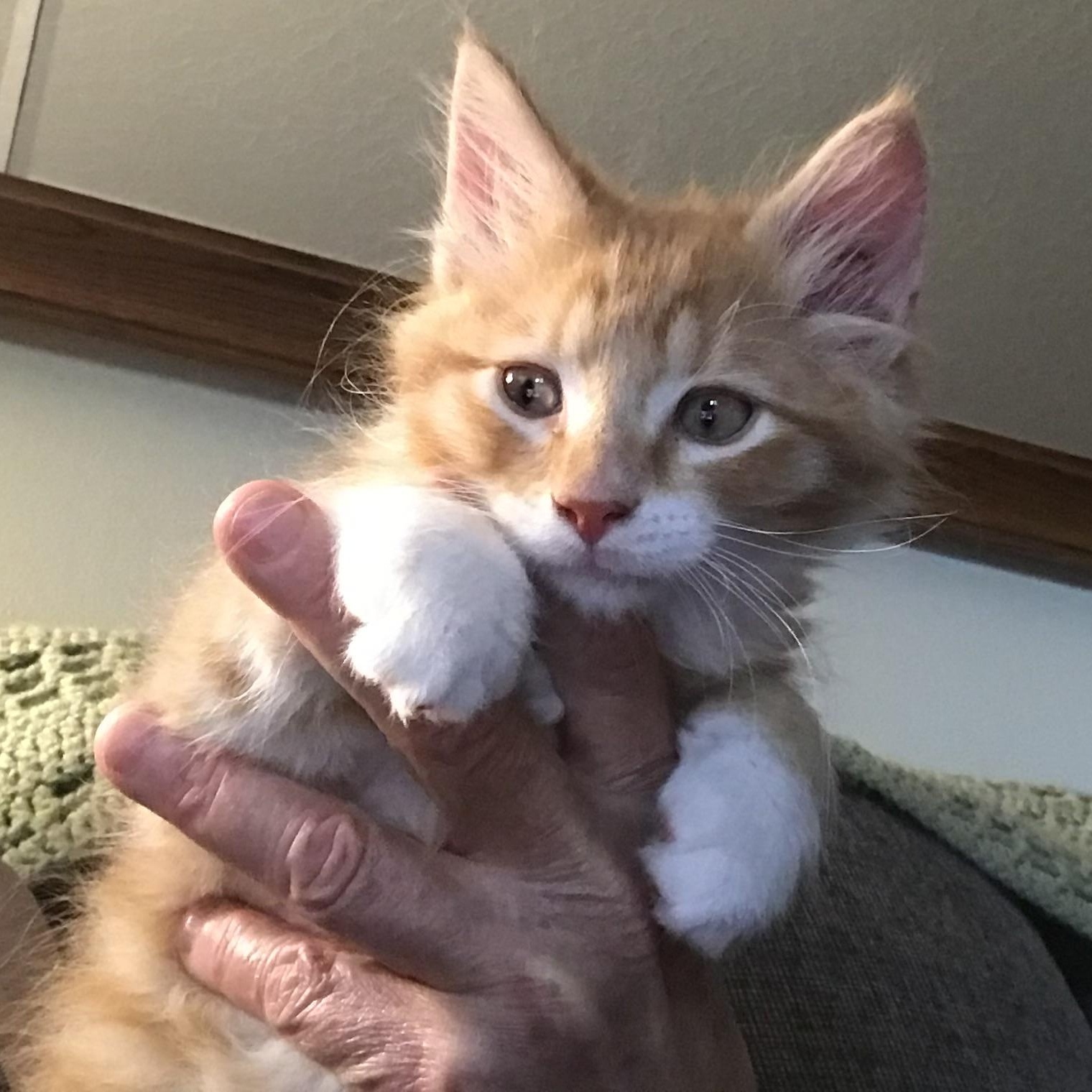 Curious Riley, Baby Male unknown