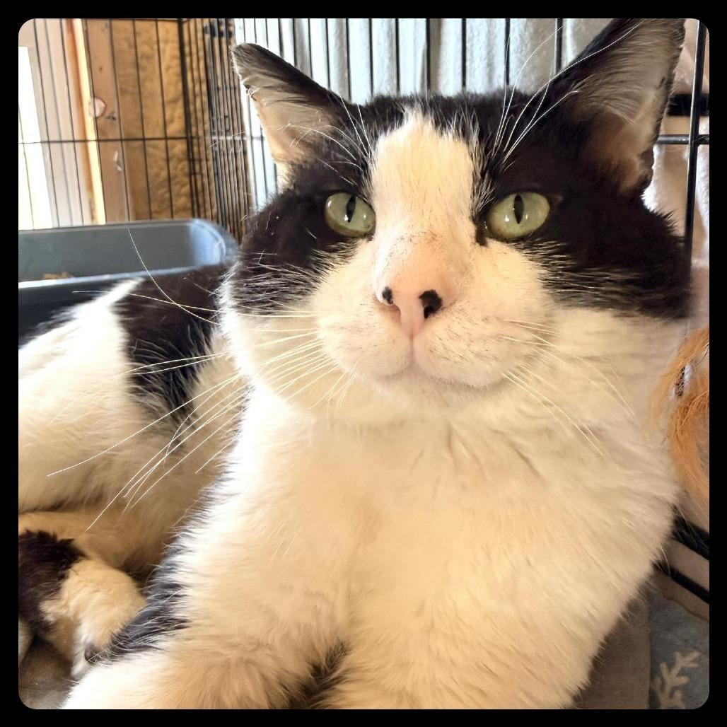 Grub Masterson, a Adoptable Domestic Short Hair in Park Falls, WI image 1/2