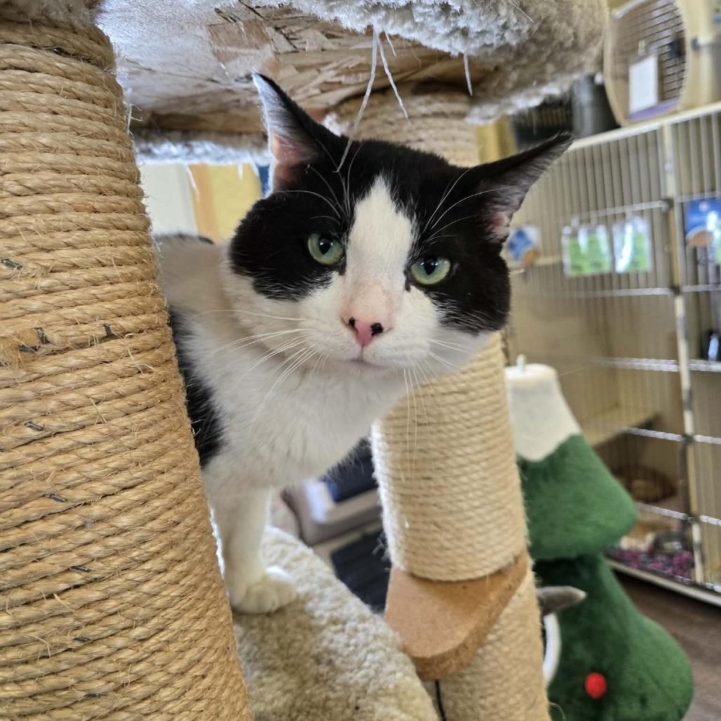 Grub Masterson, a Adoptable Domestic Short Hair in Park Falls, WI image 2/2