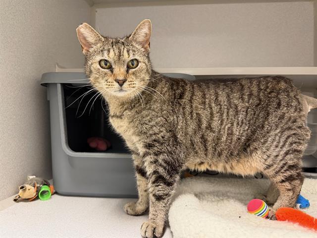 Enlarge DINKY, a Adoptable Domestic Short Hair in Fairfield, CA image 1/1