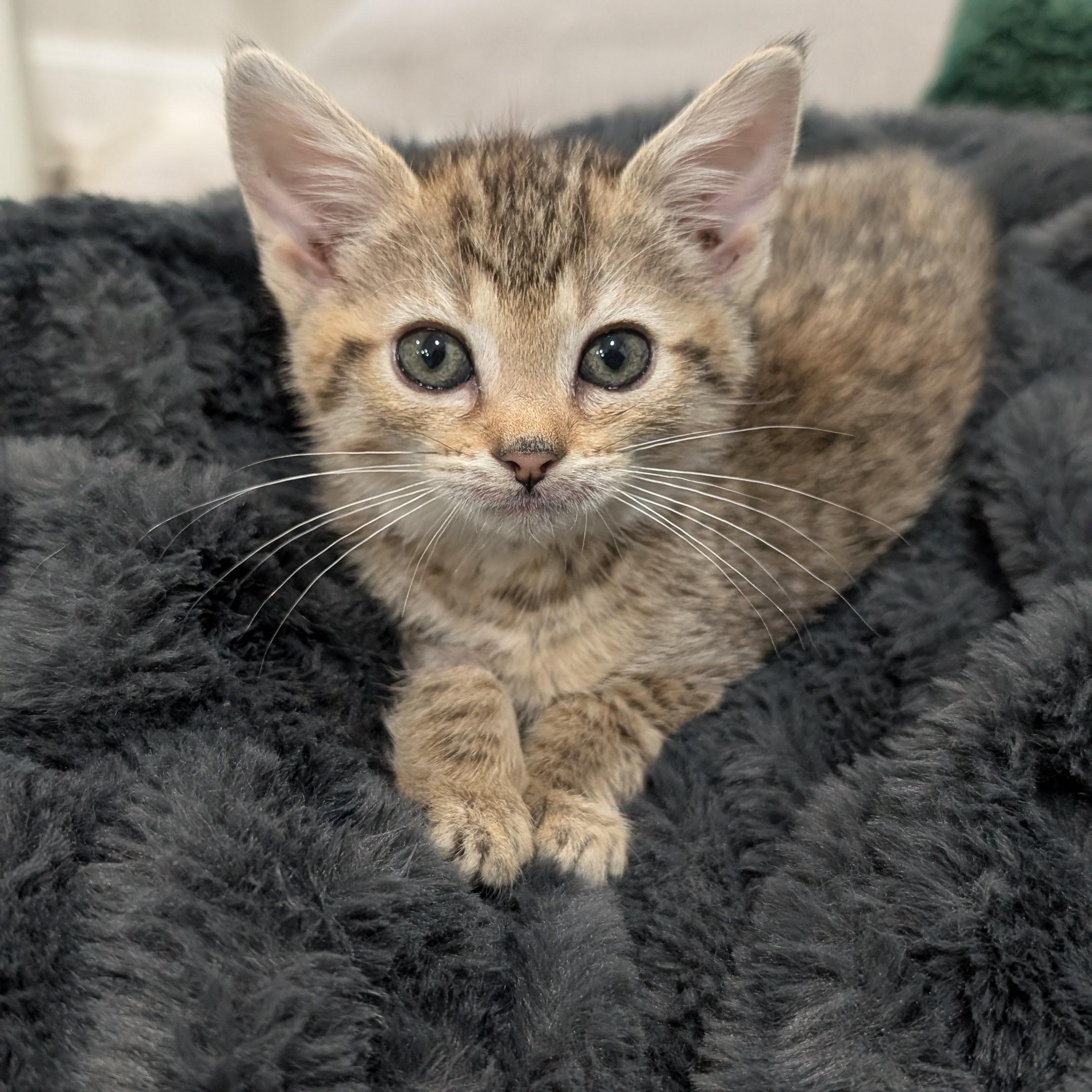 Enlarge Cookie, a Adoptable Domestic Short Hair in Haverford, PA image 1/4