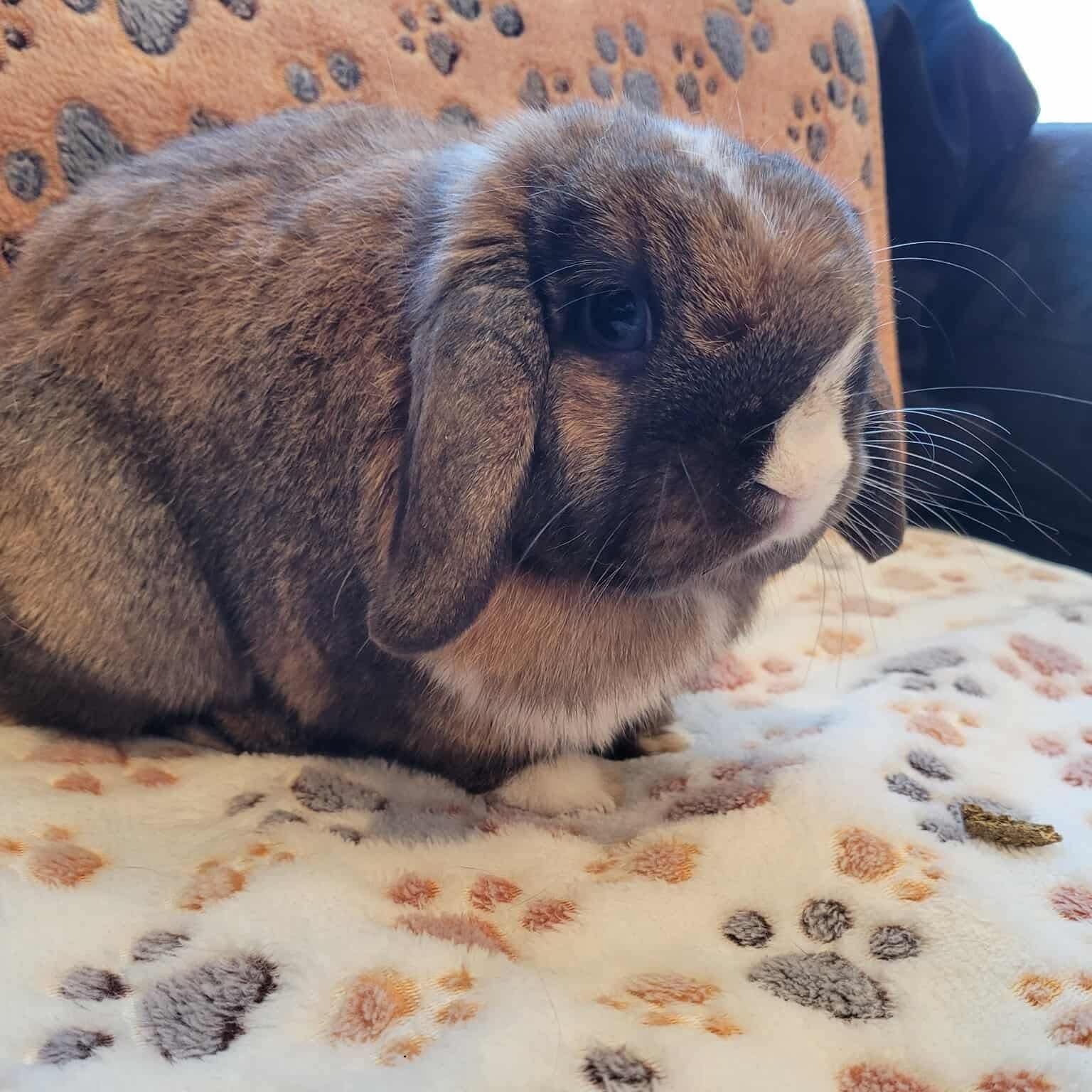 Enlarge Ken, a Adoptable Holland Lop in Salt Lake City, UT image 2/6