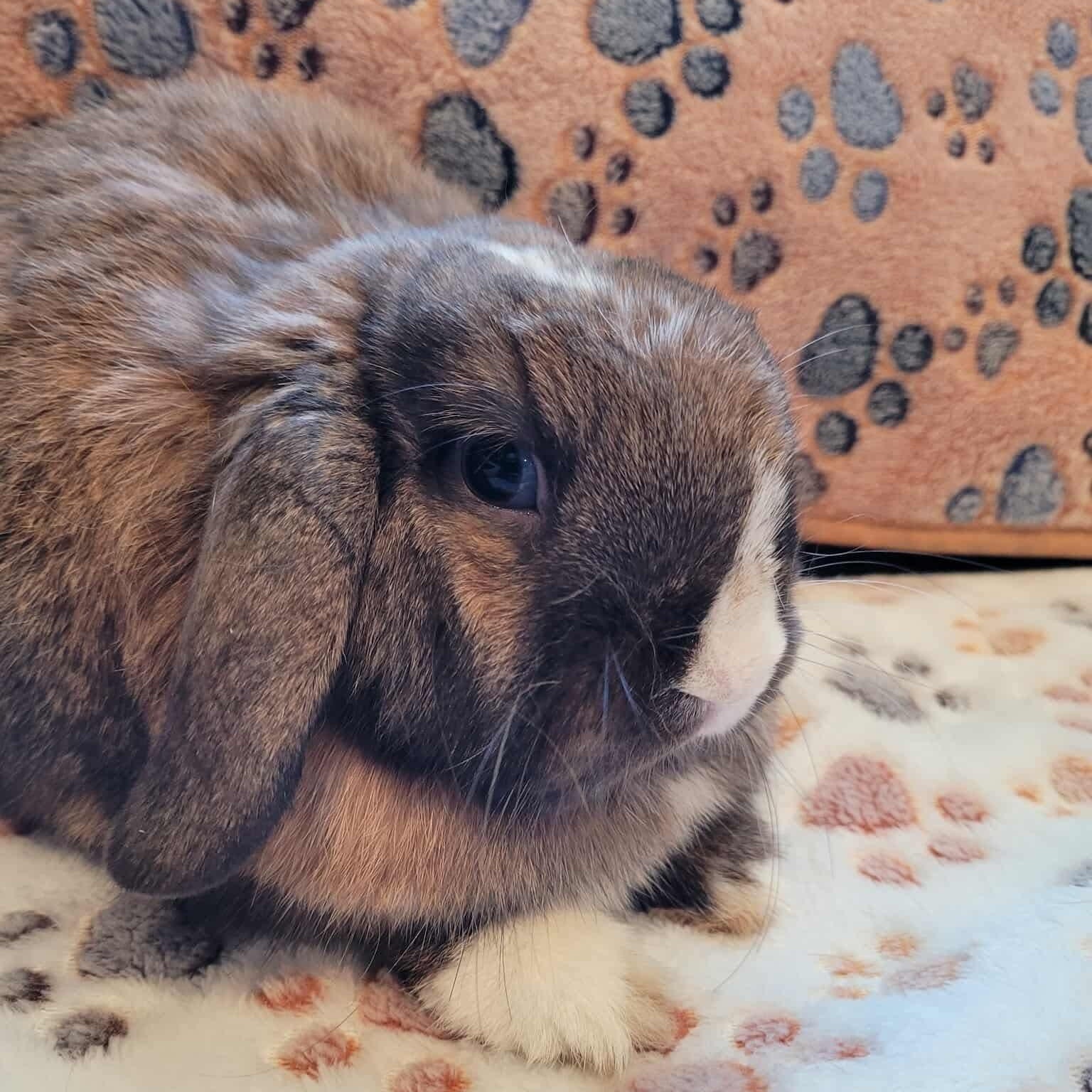Enlarge Ken, a Adoptable Holland Lop in Salt Lake City, UT image 3/6
