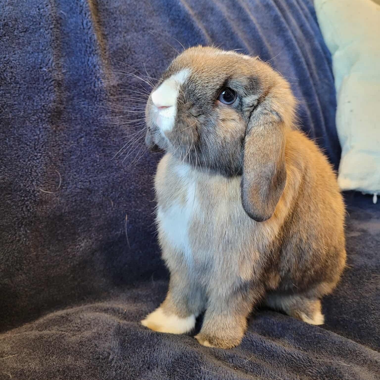 Enlarge Ken, a Adoptable Holland Lop in Salt Lake City, UT image 1/6