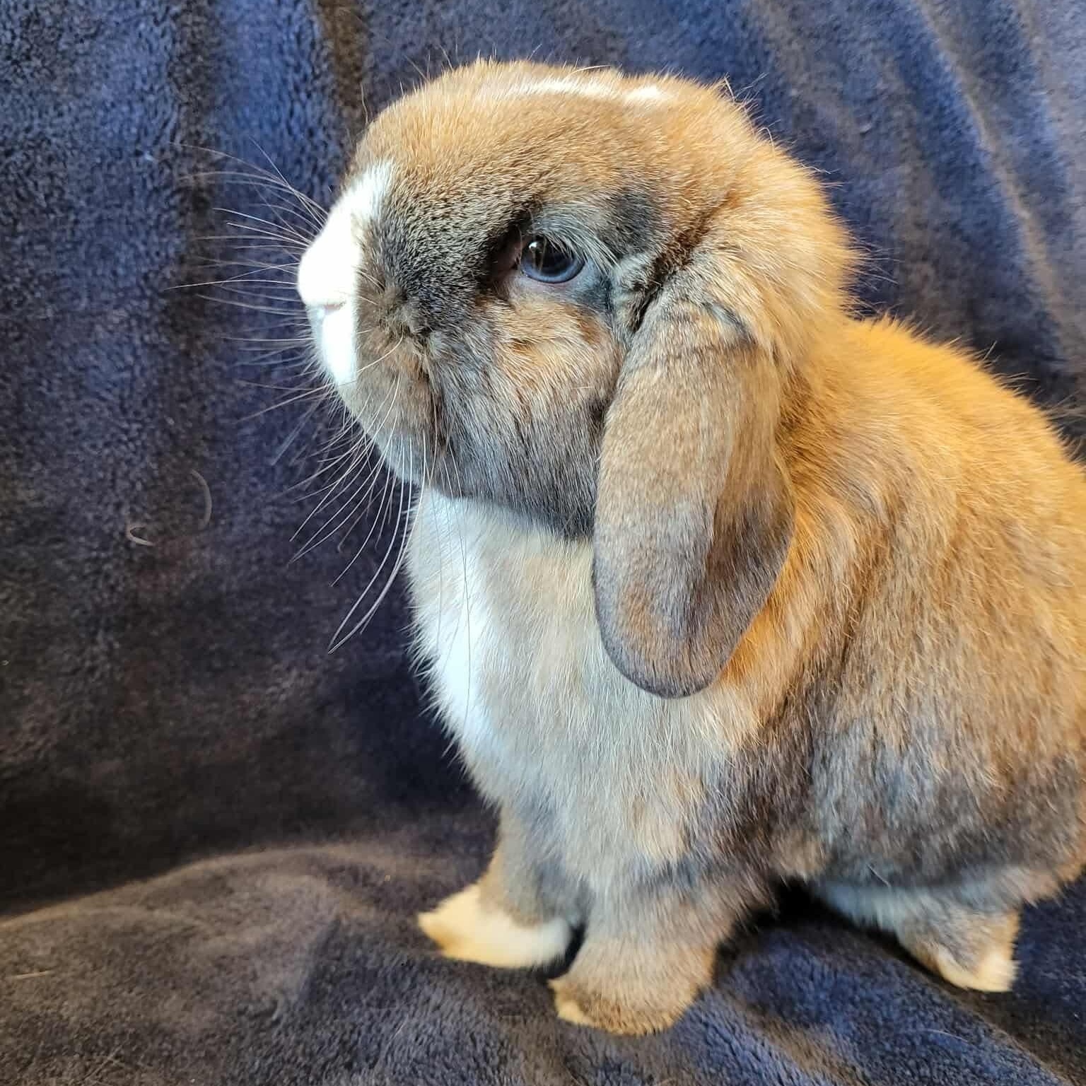 Enlarge Ken, a Adoptable Holland Lop in Salt Lake City, UT image 4/6