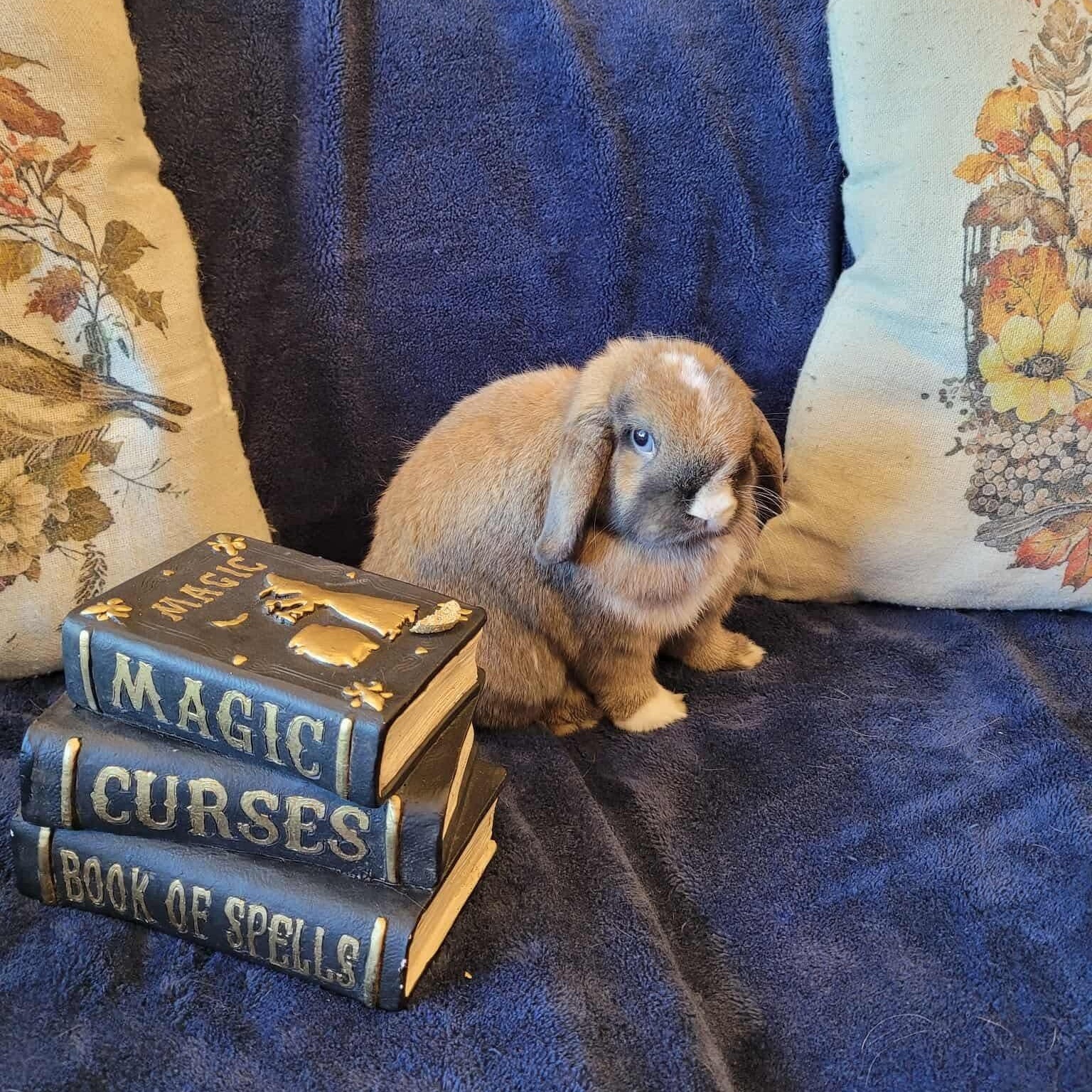 Enlarge Ken, a Adoptable Holland Lop in Salt Lake City, UT image 5/6