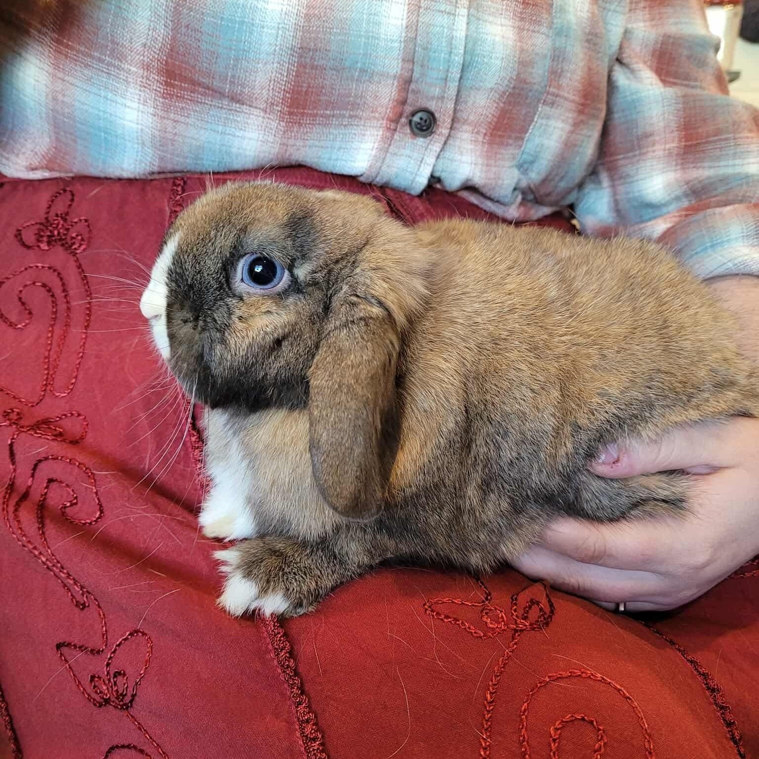 Enlarge Ken, a Adoptable Holland Lop in Salt Lake City, UT image 6/6