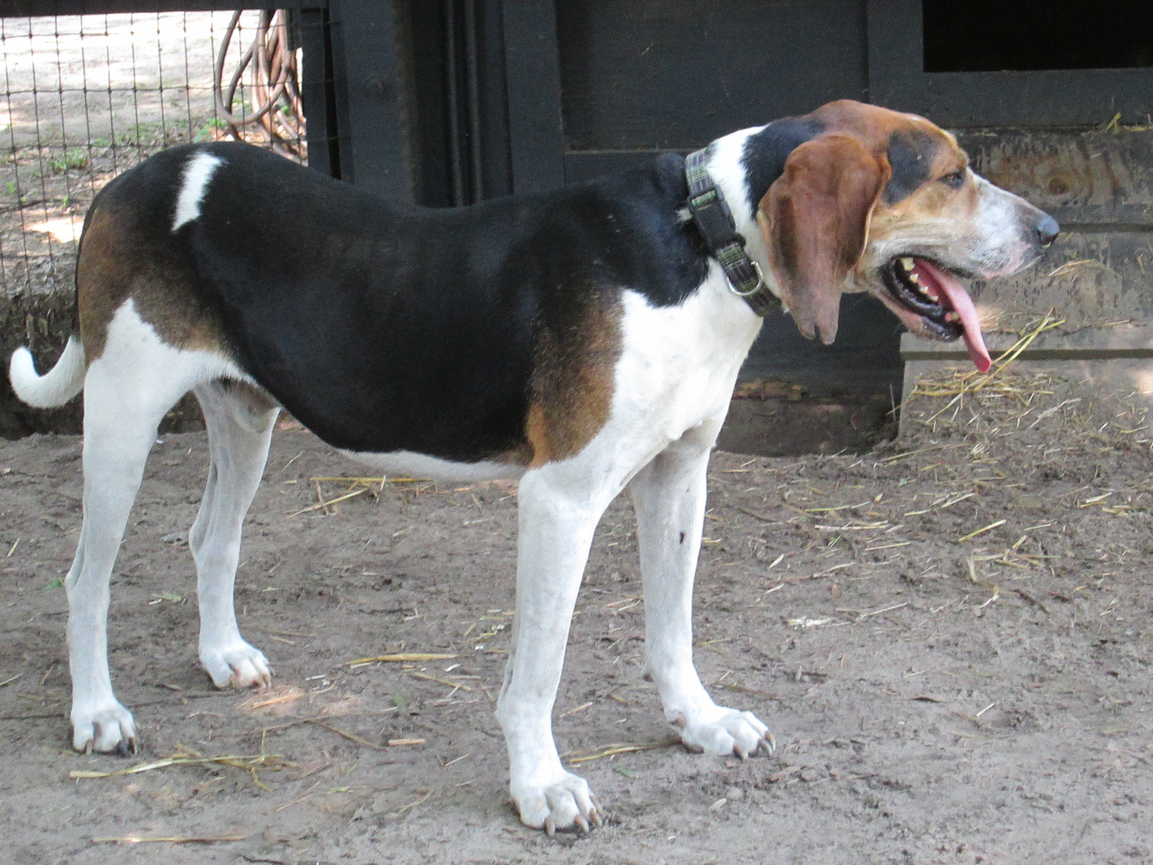 Stewie, a Adoptable mixed breed in Hollywood, SC image 1/3