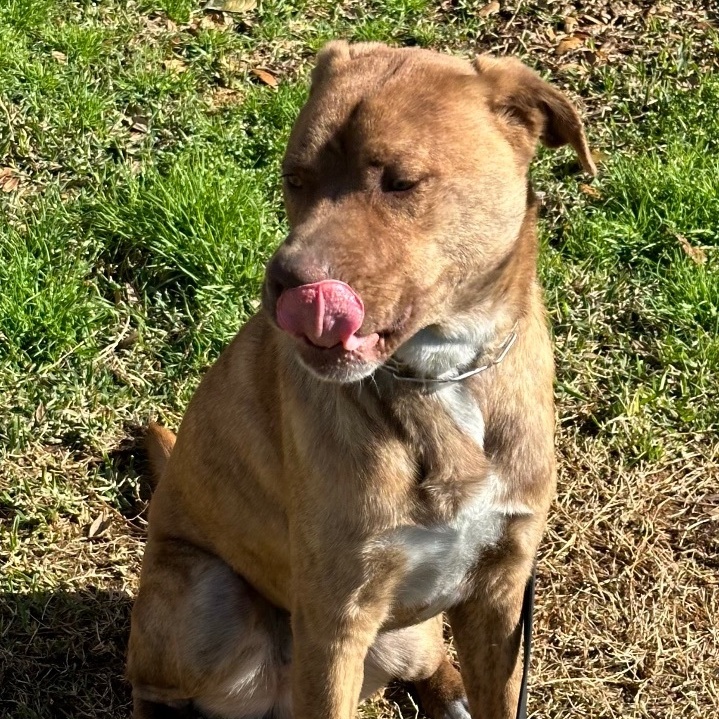 Luke, a Adoptable mixed breed in Houston, TX image 1/6