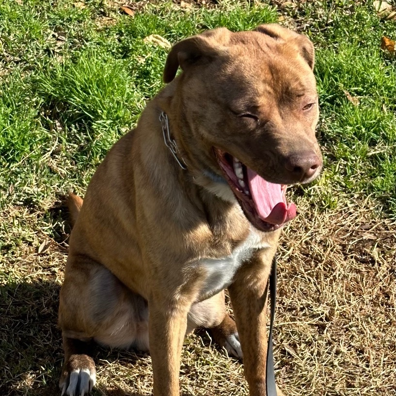 Luke, a Adoptable mixed breed in Houston, TX image 2/6