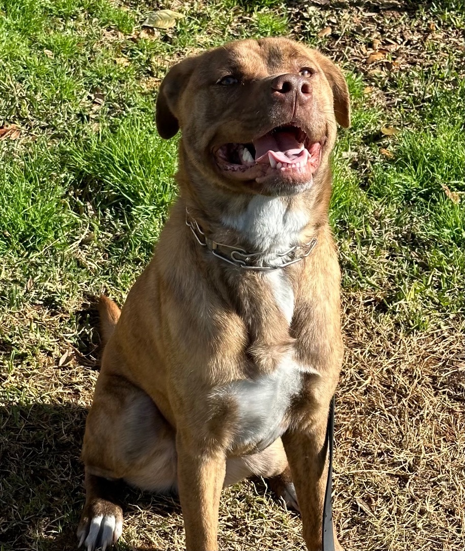 Luke, a Adoptable mixed breed in Houston, TX image 3/6