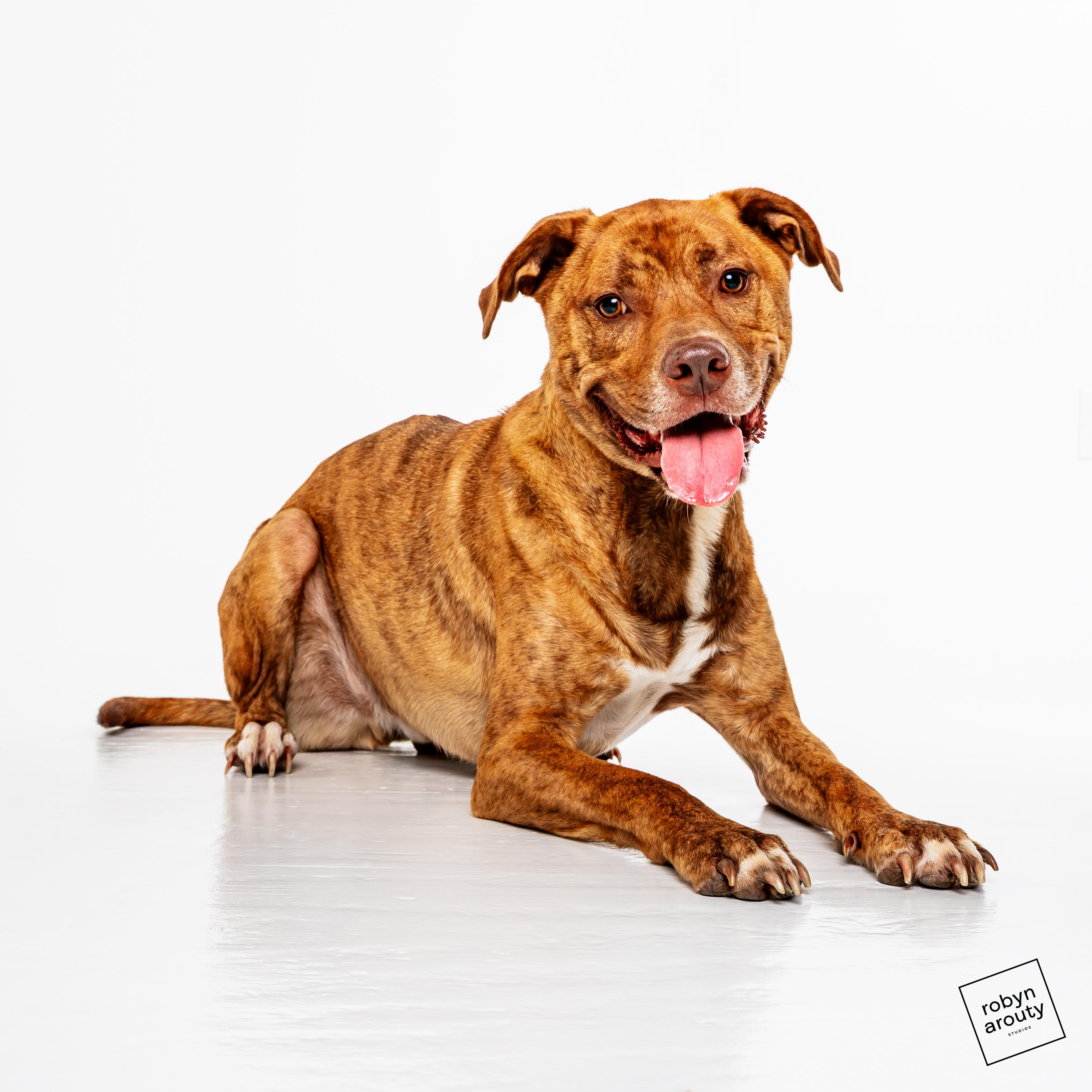 Enlarge Luke, a Adoptable mixed breed in Houston, TX image 1/6