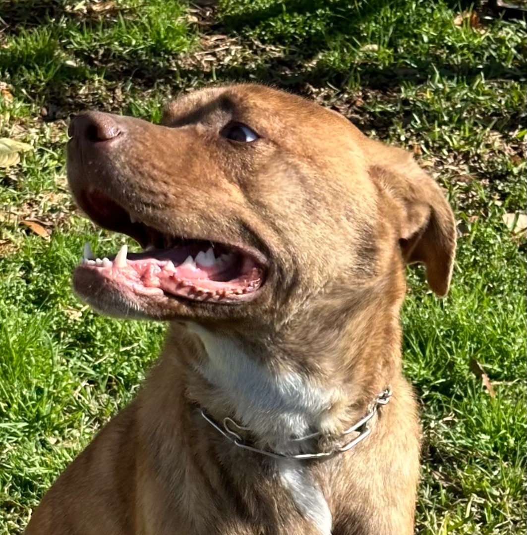 Luke, a Adoptable mixed breed in Houston, TX image 4/6