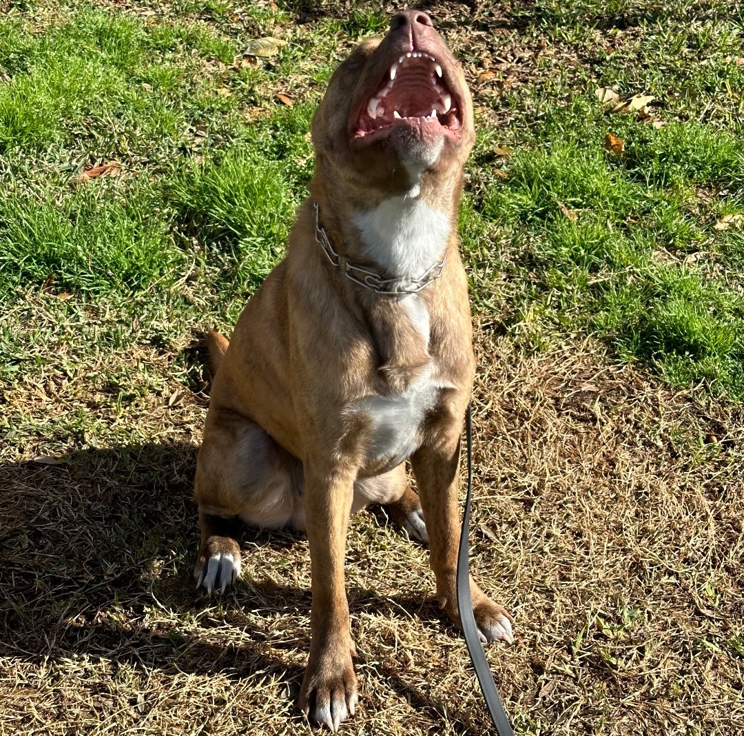 Luke, a Adoptable mixed breed in Houston, TX image 5/6