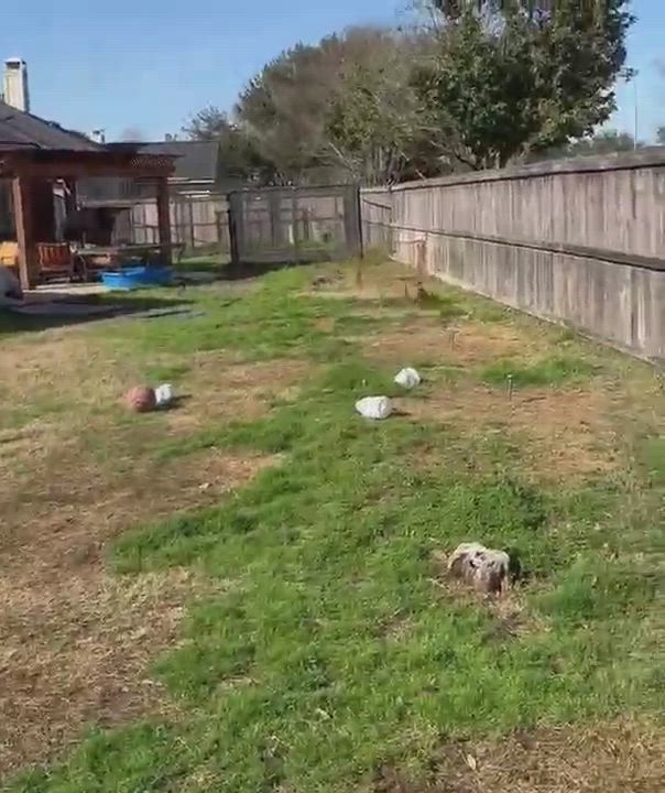 Enlarge Luke, a Adoptable mixed breed in Houston, TX video 6/6