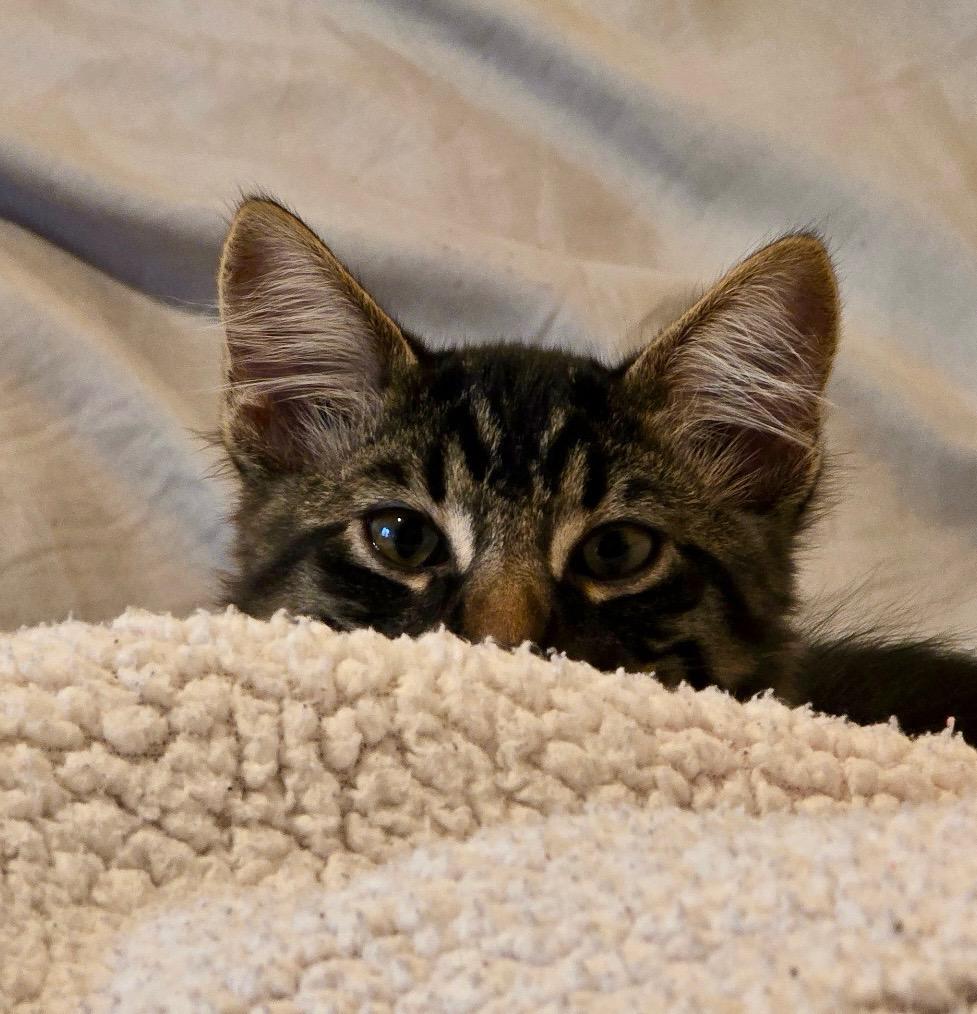 Enlarge Bob, a ADOPTABLE Tabby in Oakley, CA image 1/3