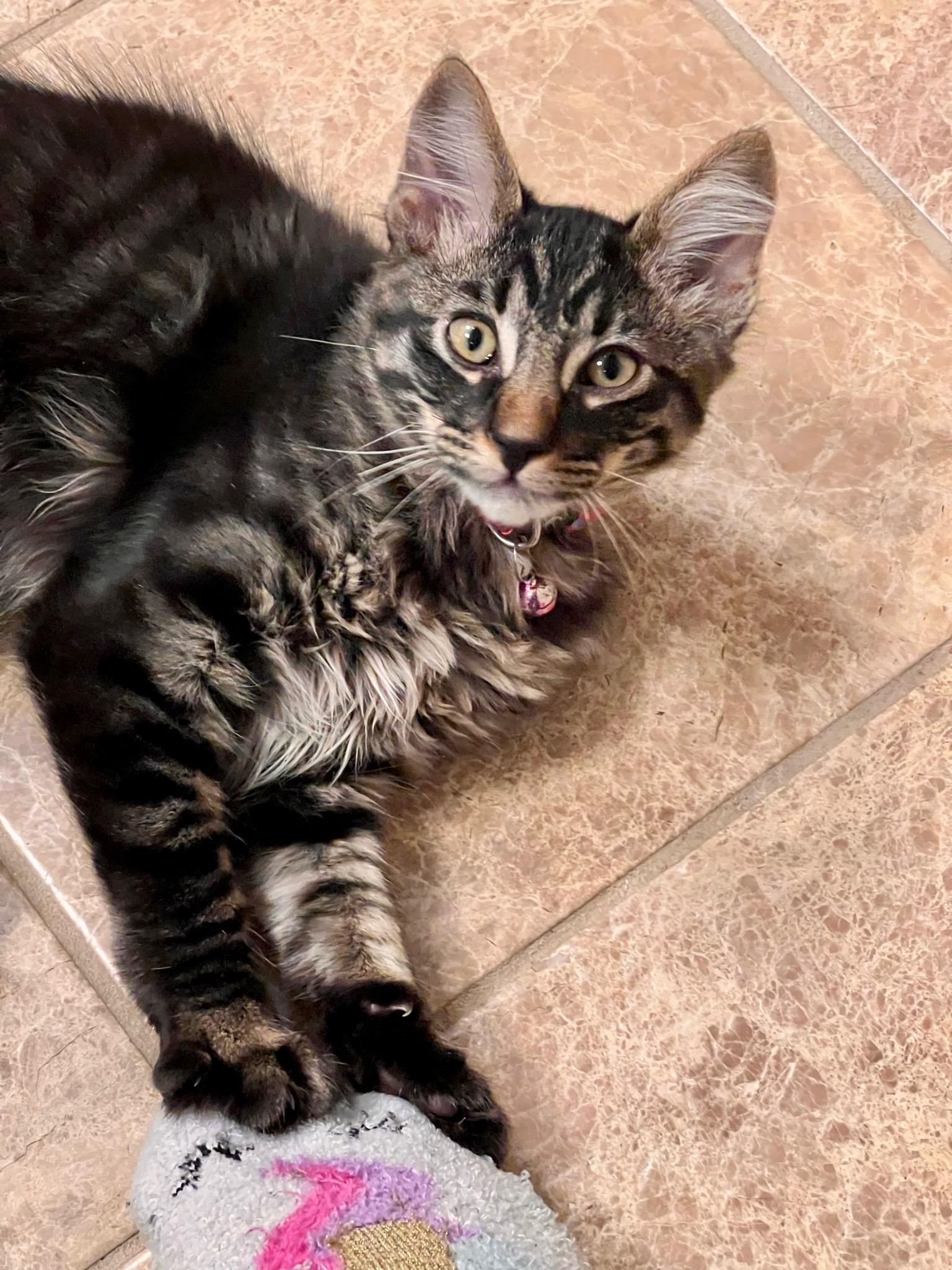 Enlarge Bob, a ADOPTABLE Tabby in Oakley, CA image 2/3