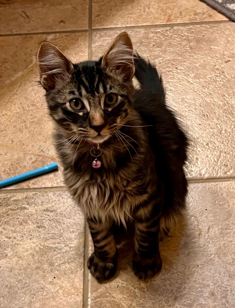 Enlarge Bob, a ADOPTABLE Tabby in Oakley, CA image 3/3