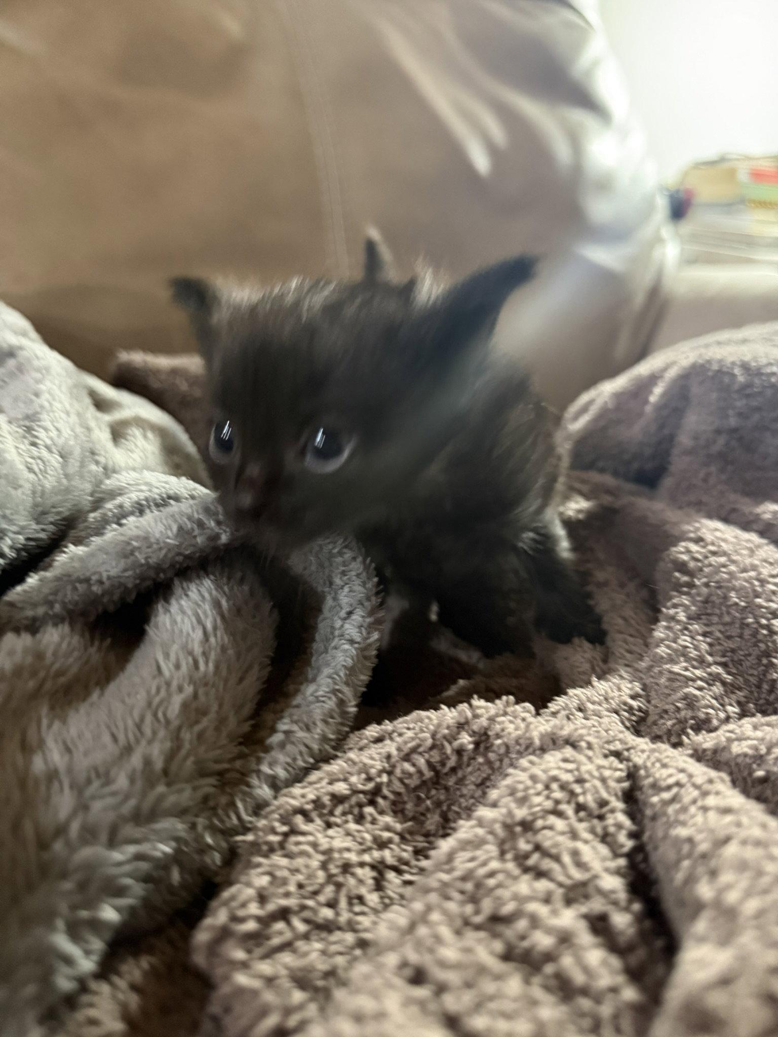 Cassian, Adoptable, Kitten Male Domestic Medium Hair.
