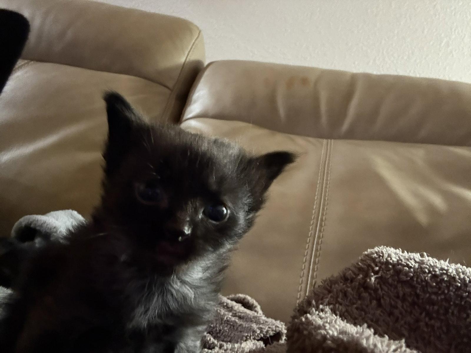 Cassian, Adoptable, Kitten Male Domestic Medium Hair.