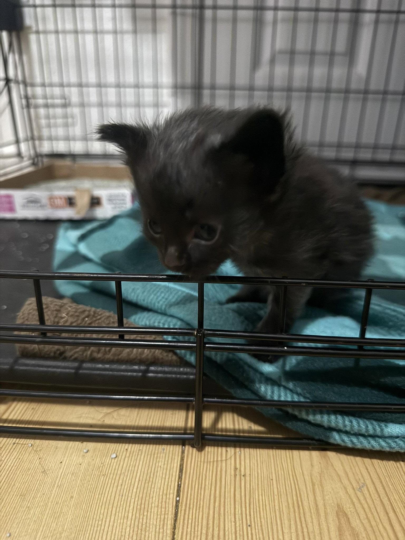 Cassian, a Adoptable Domestic Medium Hair in Blairsville, GA image 3/3