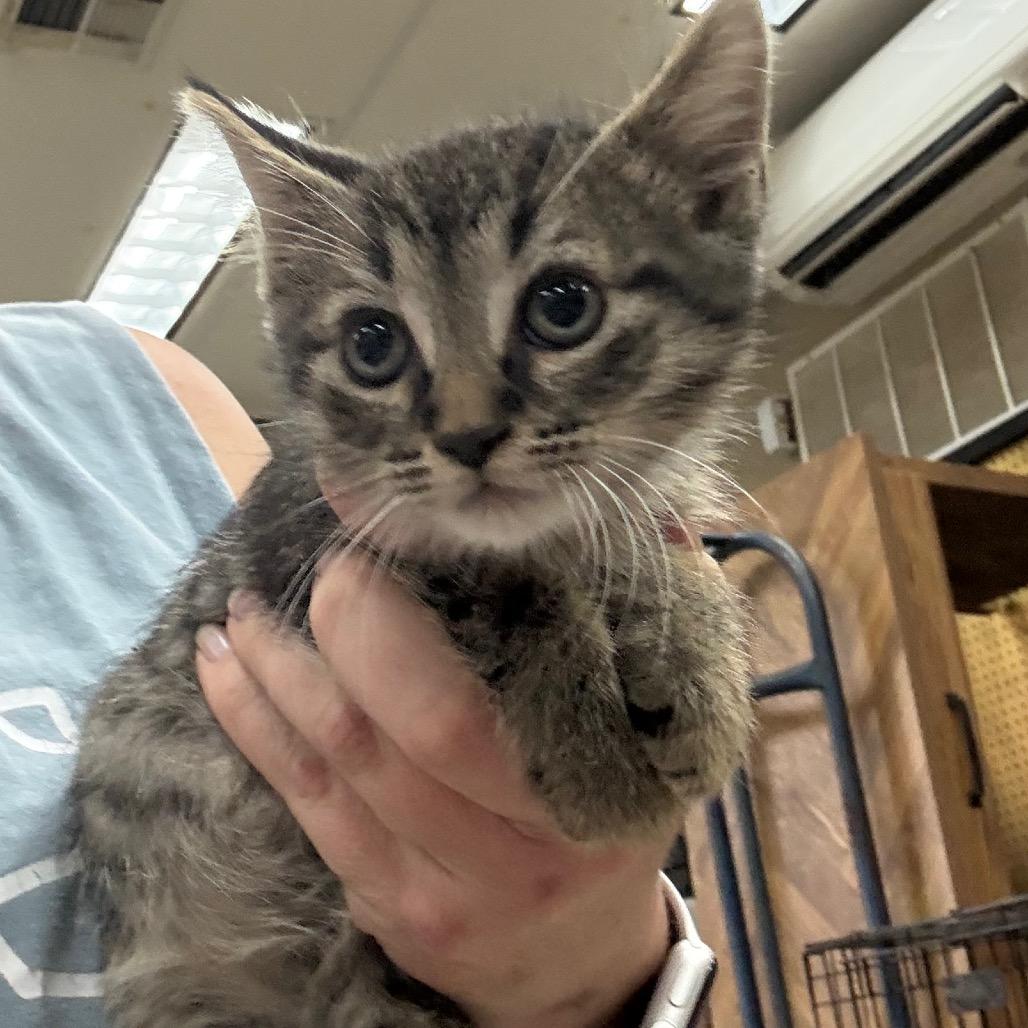 Wasabi, Adoptable, Kitten Male Domestic Short Hair.